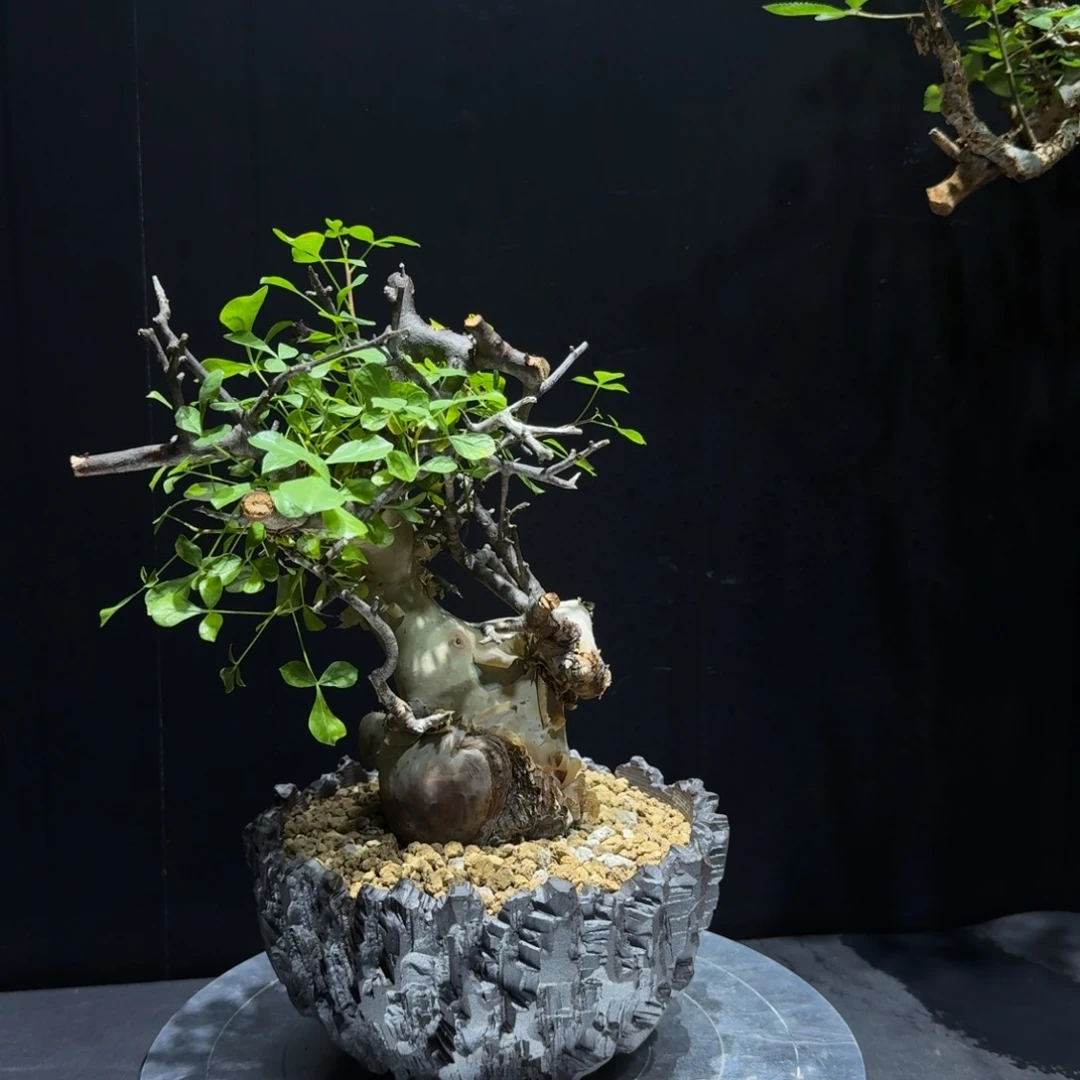 俟***川正白皮卡塔夫带盆土