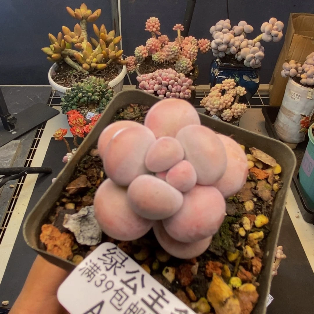 863芭比奶多肉5c m