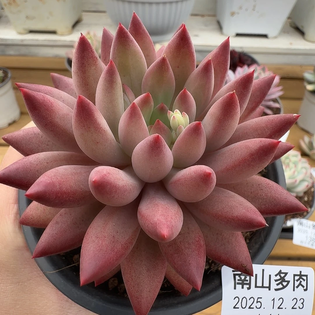 虞美人11111223-141