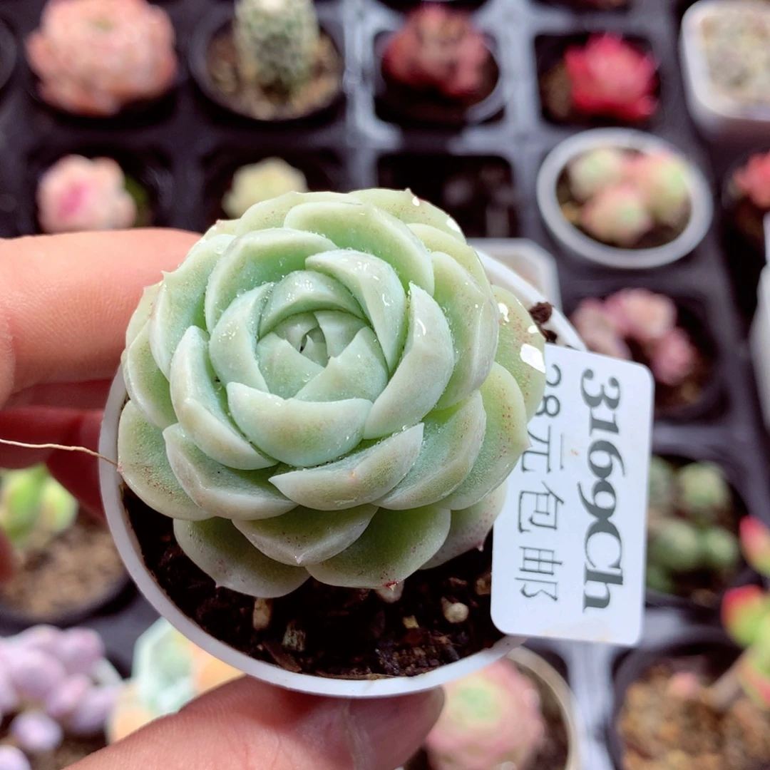 5厘米盆精控多肉3169