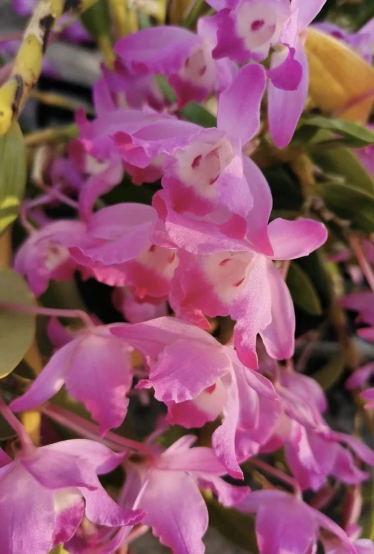 樱石斛，花色鲜艳粉嫩鲜艳，杆子经营剔透