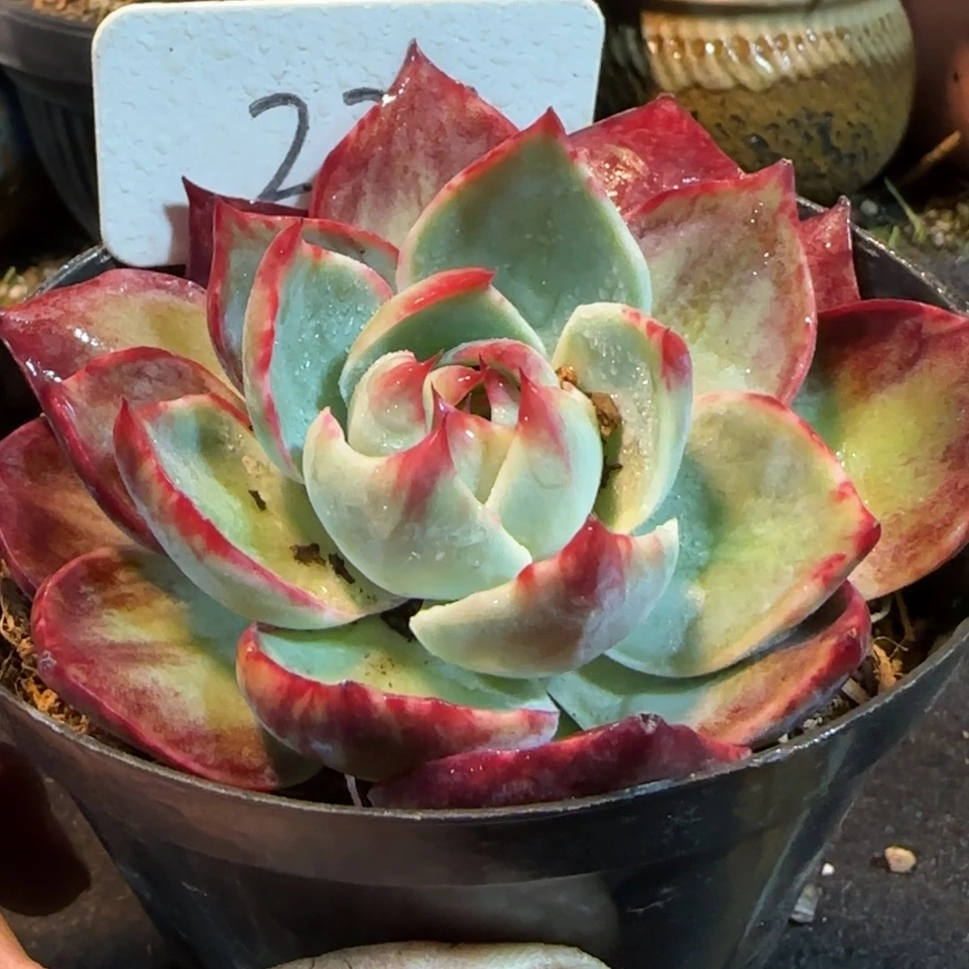 惊鸿一物一拍包装收缩花旱237