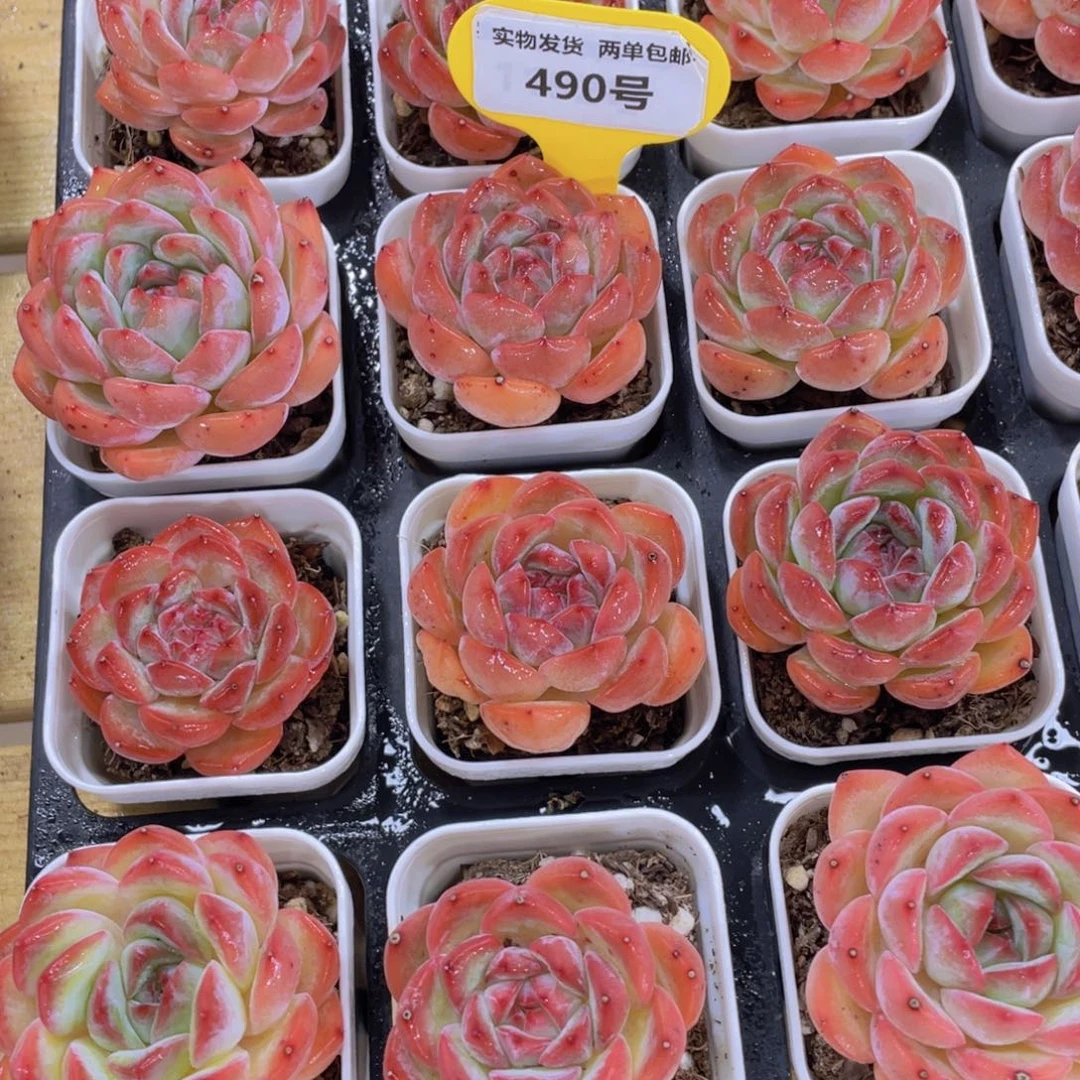 490号 全状态草莓杏单头一个