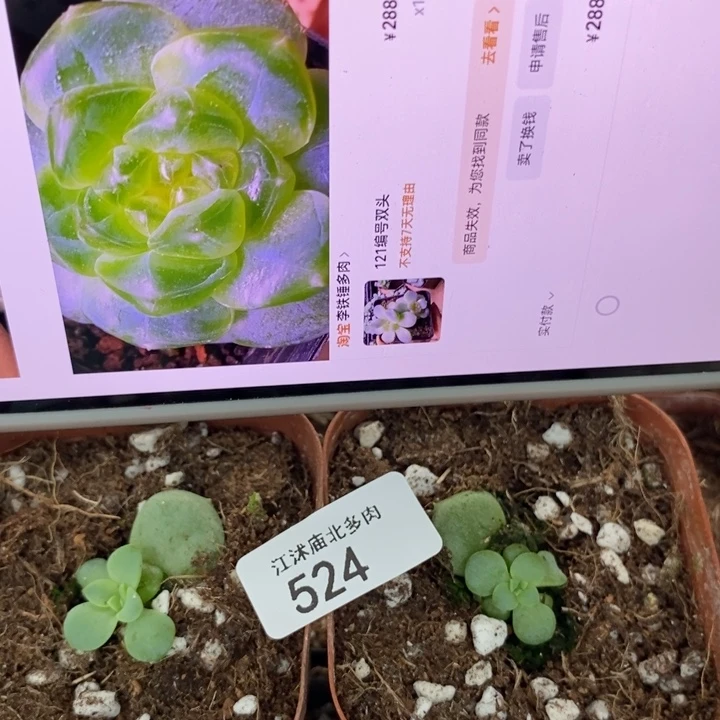 标524甜心p121一个量拍