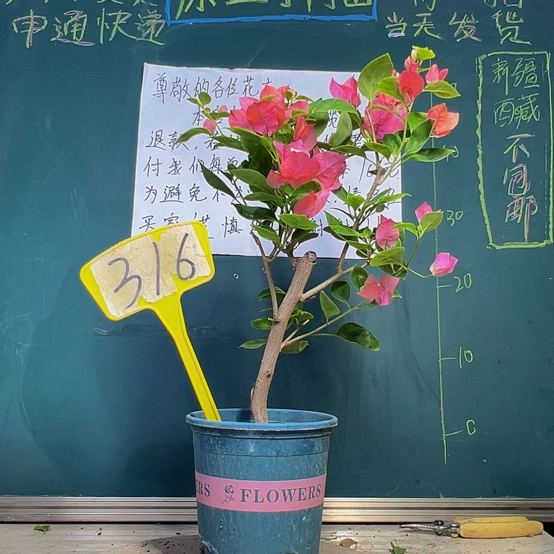 当前无花栽培后可以开花 水果酒 316