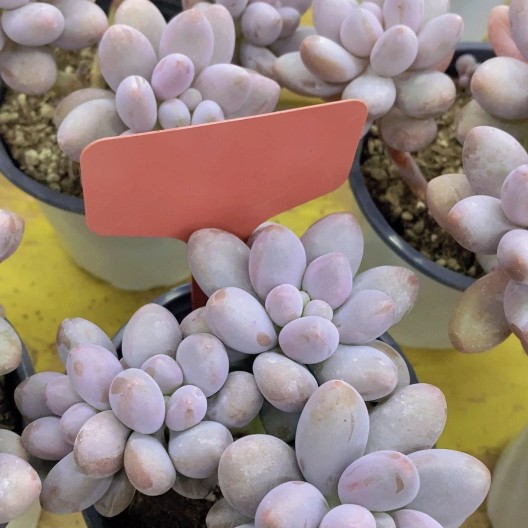 活动专场，最后一场