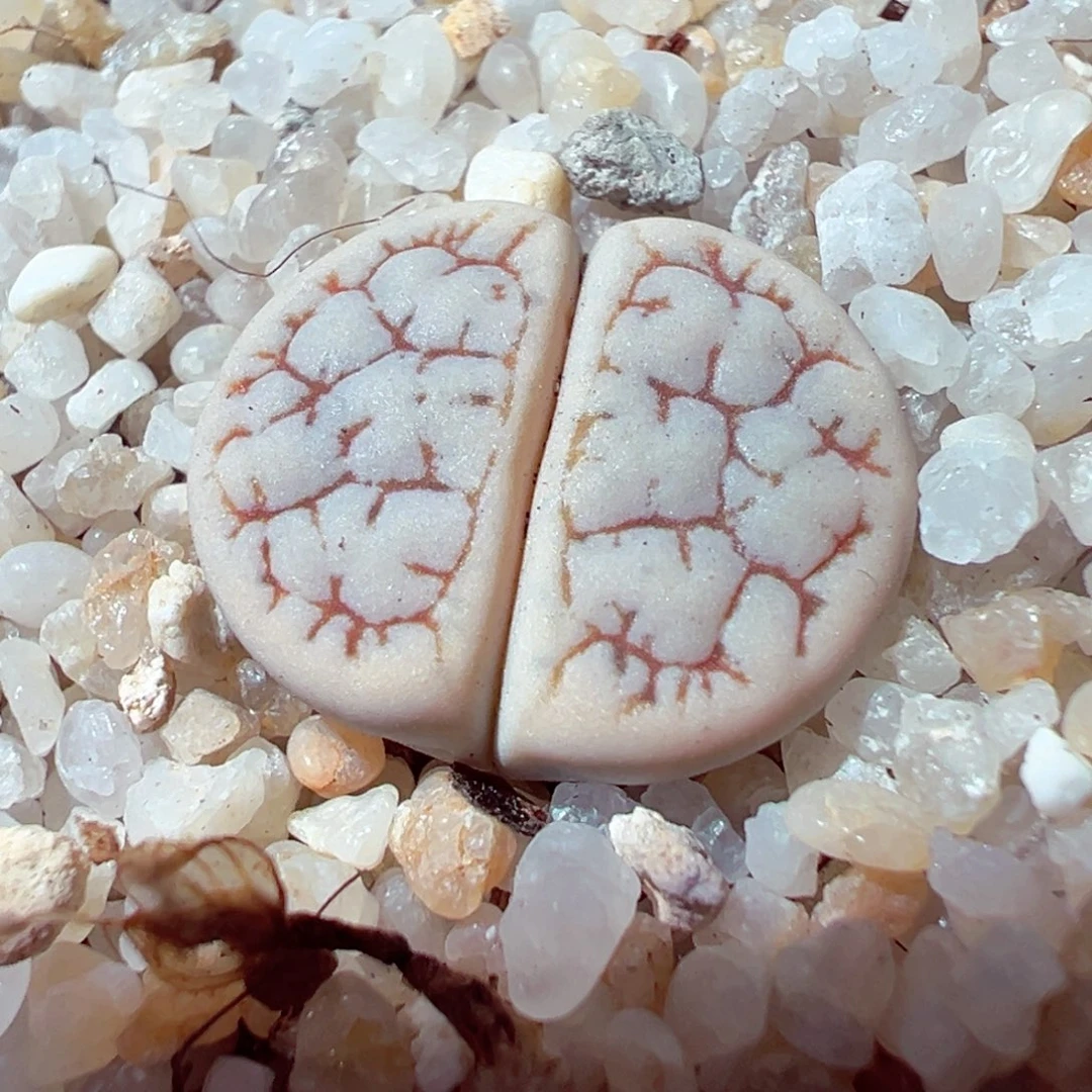 1105-505多肉多肉189