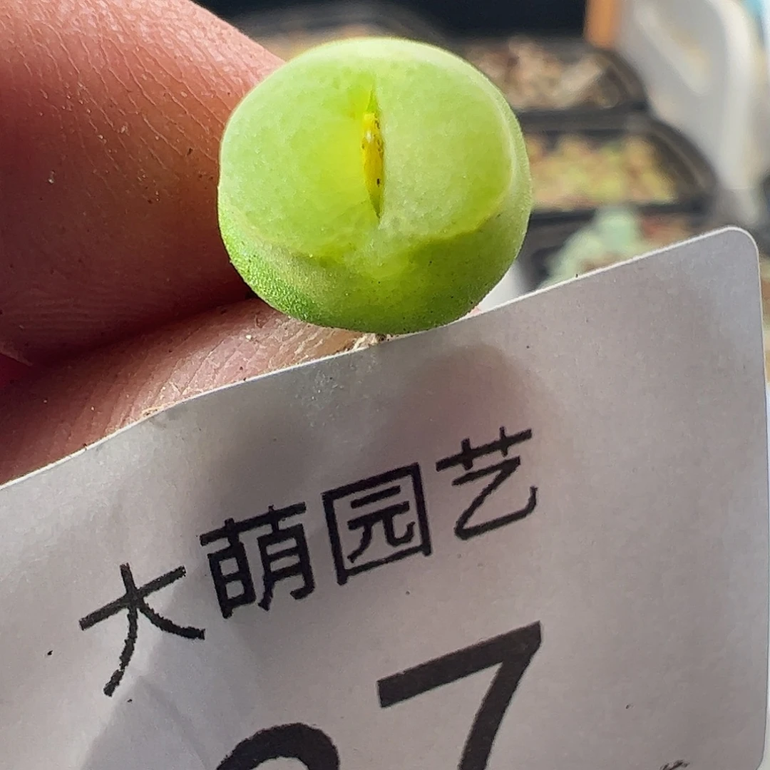 一物一拍。          37