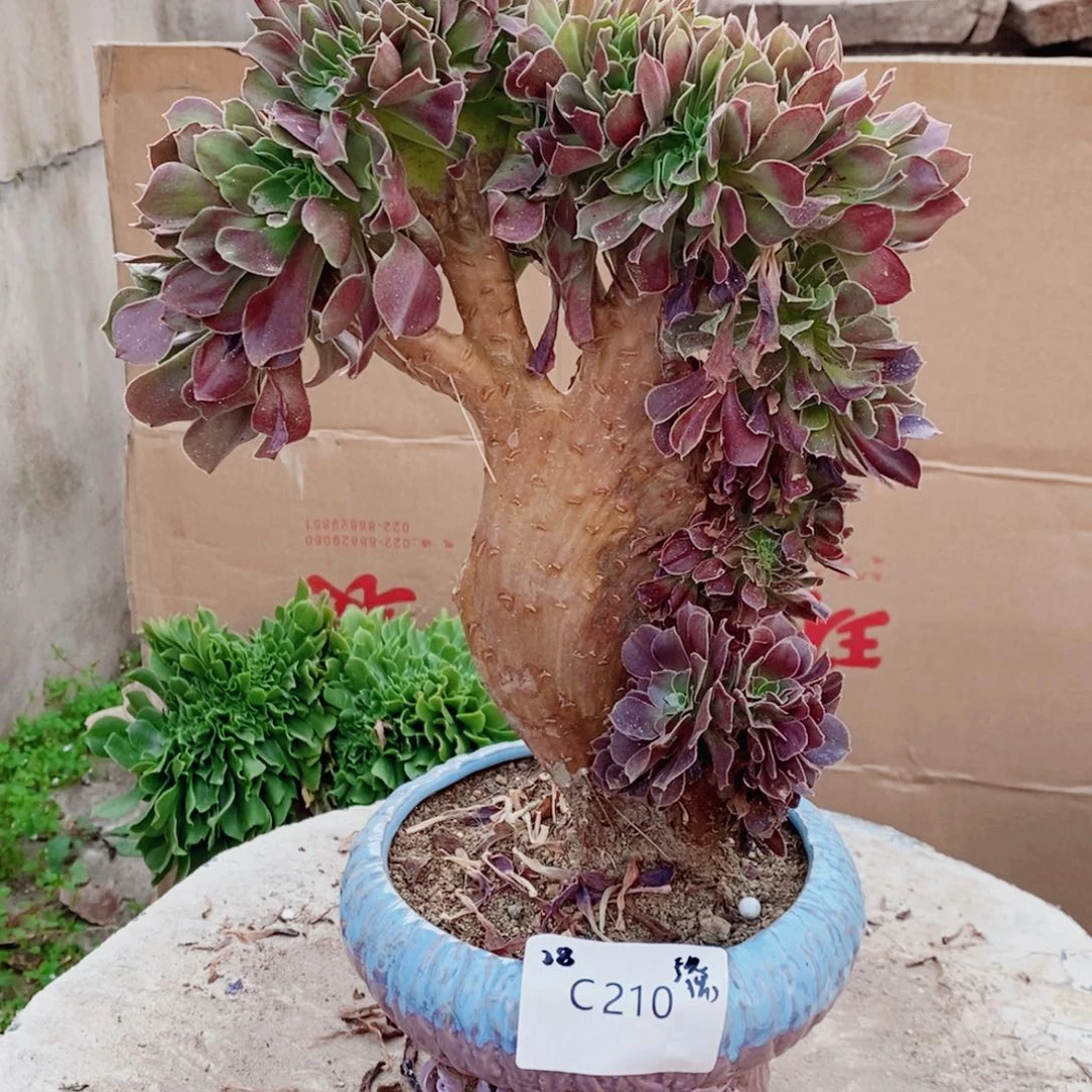 玫瑰 c210 所见所得