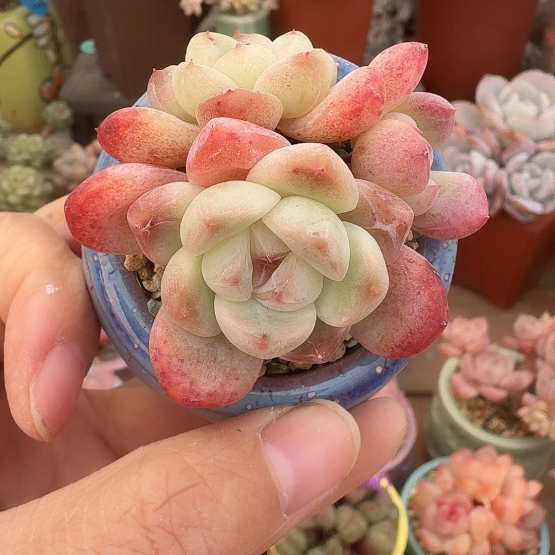 冰糕 多肉含盆土 一物一拍