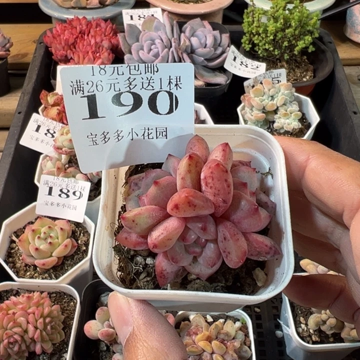 凌雪三头一物一拍多肉满20元包邮