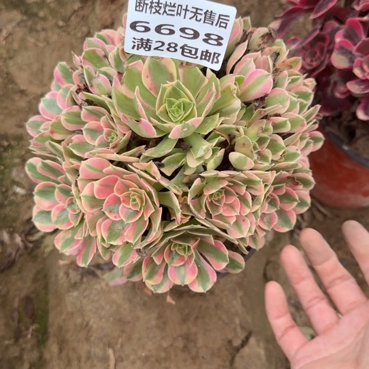 6698二号棚妖月多肉A