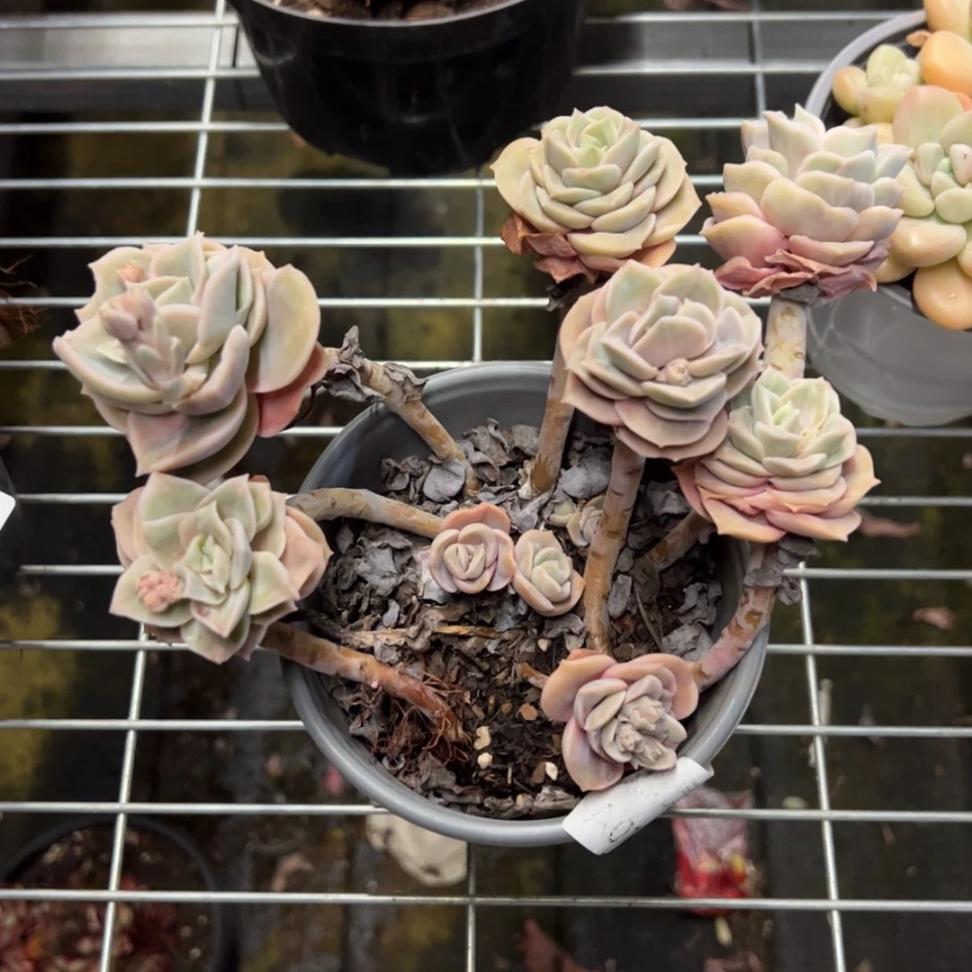 可爱玫瑰散装高桩