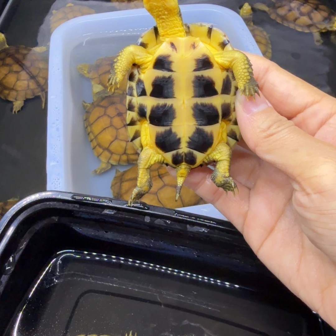 公母搭配宠物龟十*子