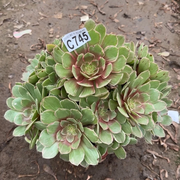 莲花座。多肉植物……