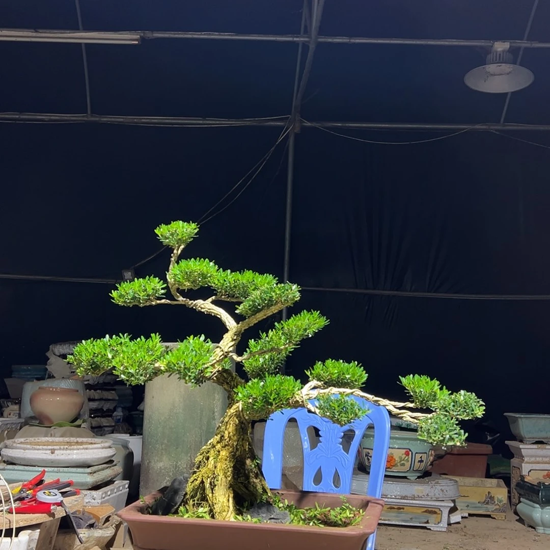无花朵广东雀舌黄杨盆景