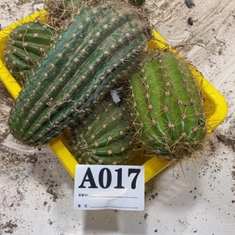 瑕疵的毛花柱a 017