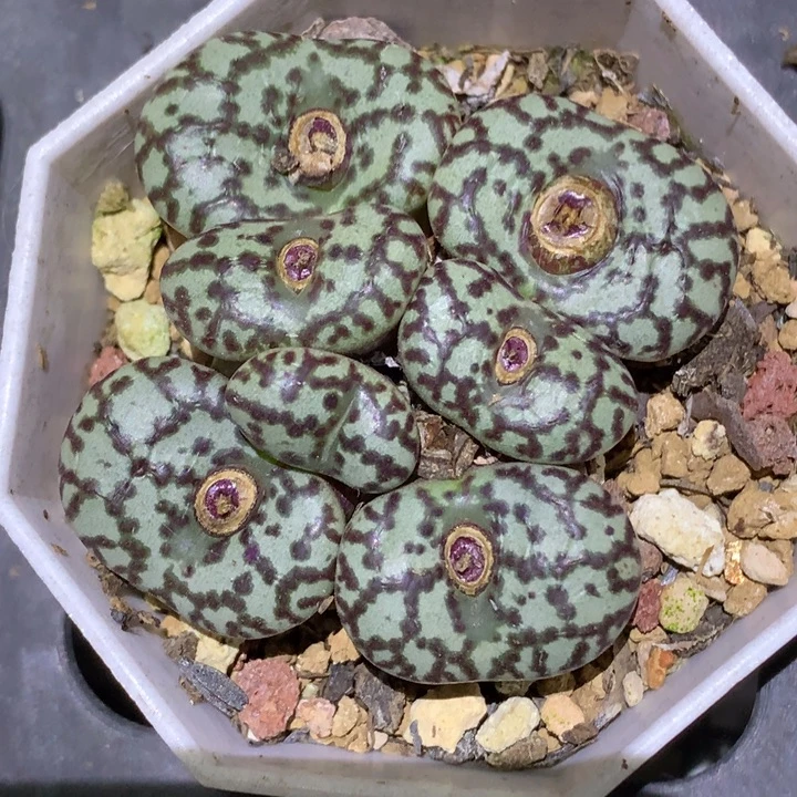 精品多肉植物精品多肉