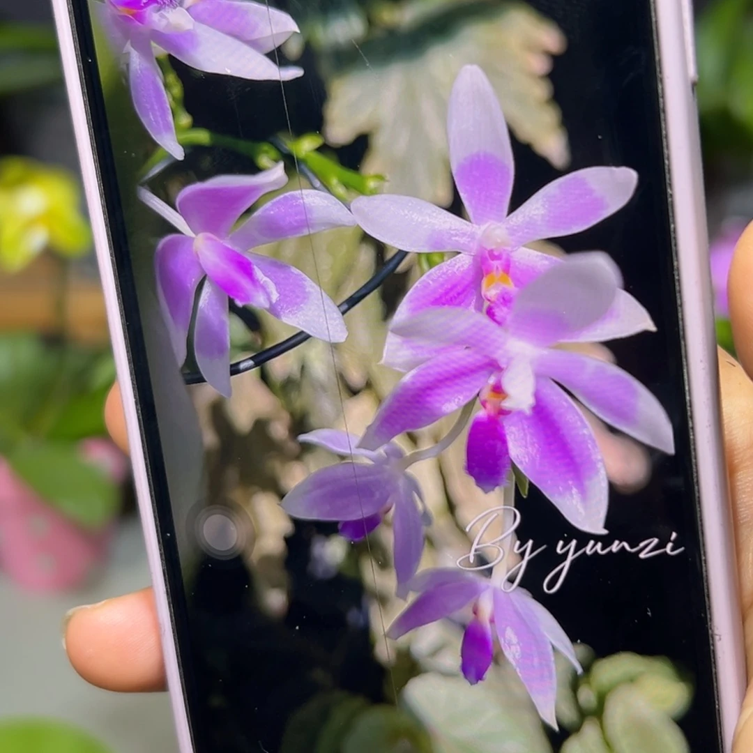 无花朵4.5寸原种羞花