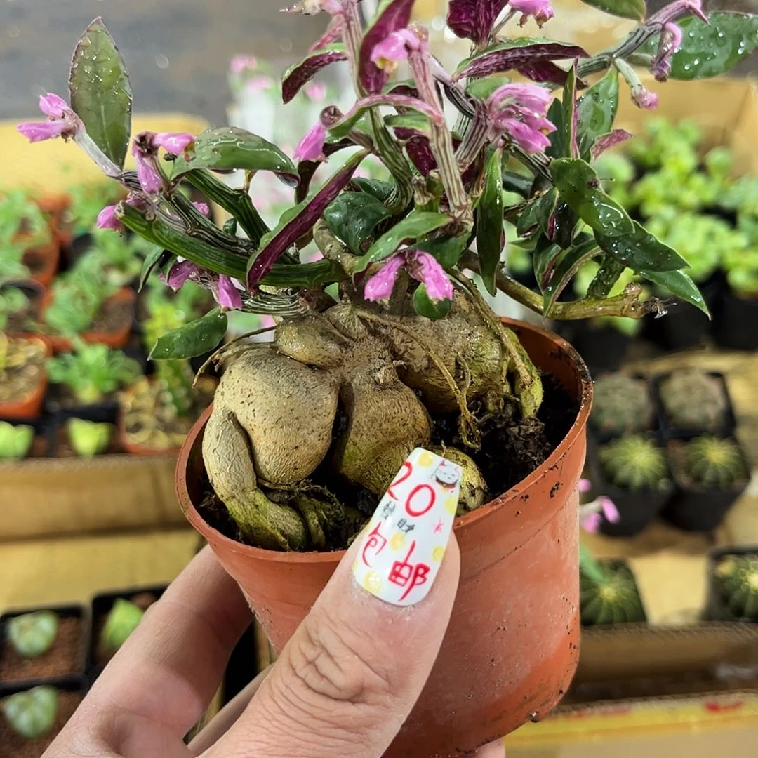 人生大吉有根发货有根发货