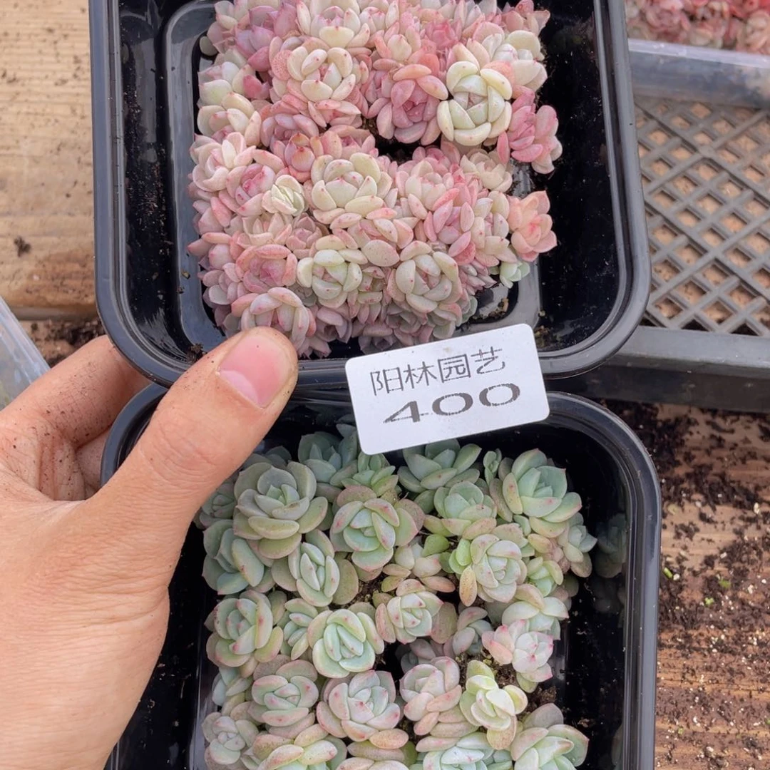 随****心多肉植物多肉植物400