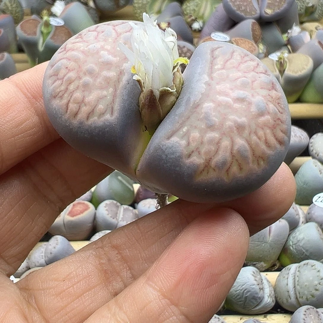 2174超级巨无霸生石花福利清货