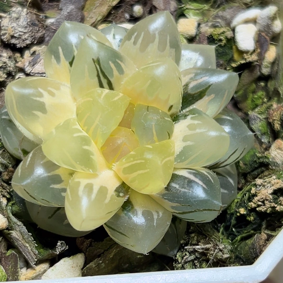 恭喜发财大吉大利0460