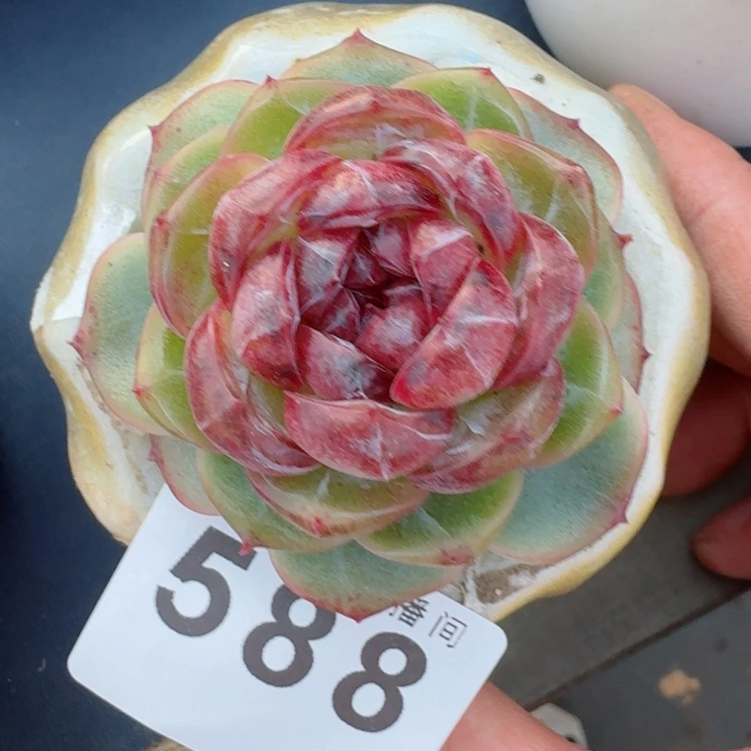 幽灵公主      愿你一路坦途，乘风破浪展宏图