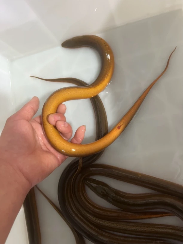 2到3两纯野生鳝鱼鲜活发货顺丰包邮