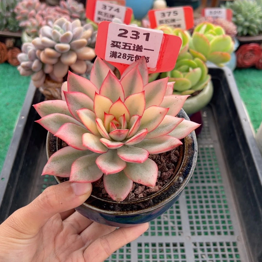 表妹精品多肉植物231.