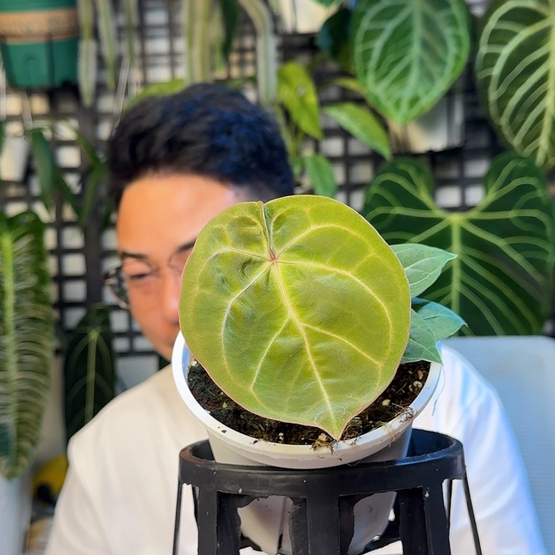 无花朵大*?一物一拍E48