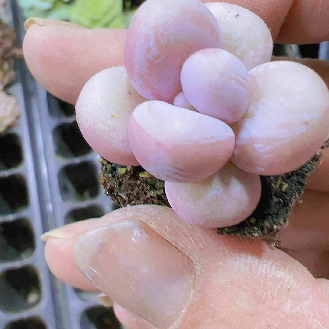 小奶酪2个19包邮