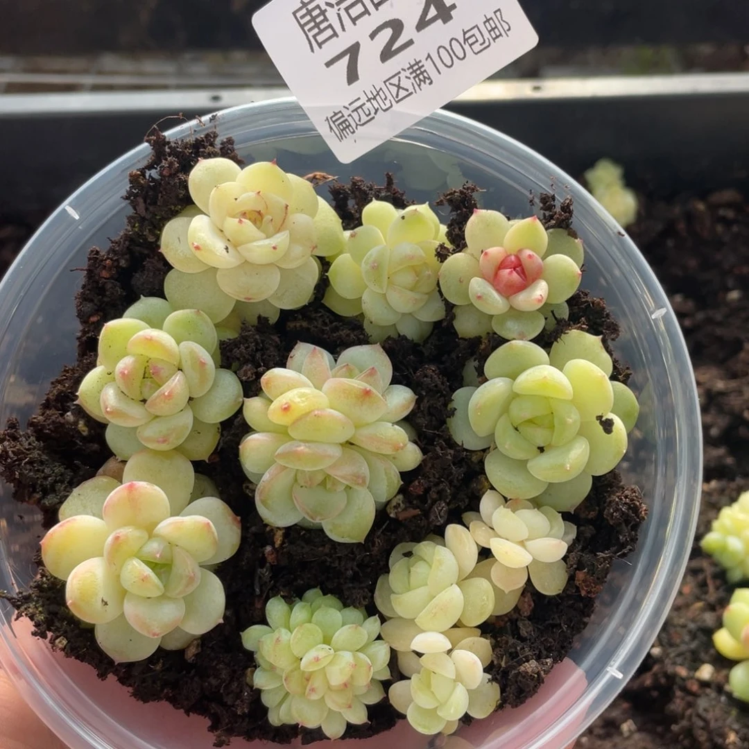 优选子播苗一物一拍724