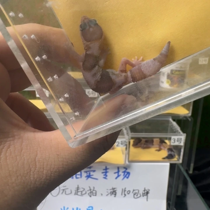 肥尾守宫奶橘，开整.！