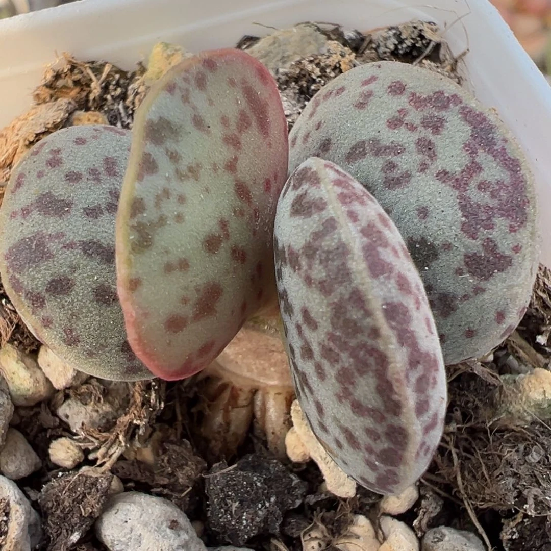 圆叶花蛋小桩多肉植物水泡多肉植物