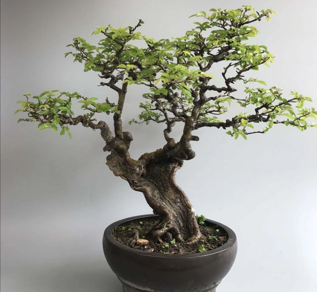 黄荆盆景好养易活（一物一拍）