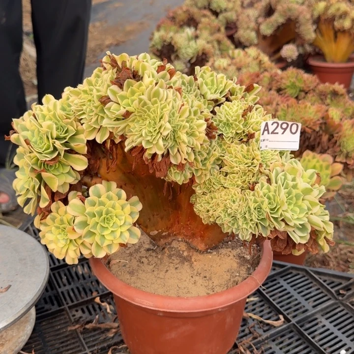 迈巴赫法师锦缀化290