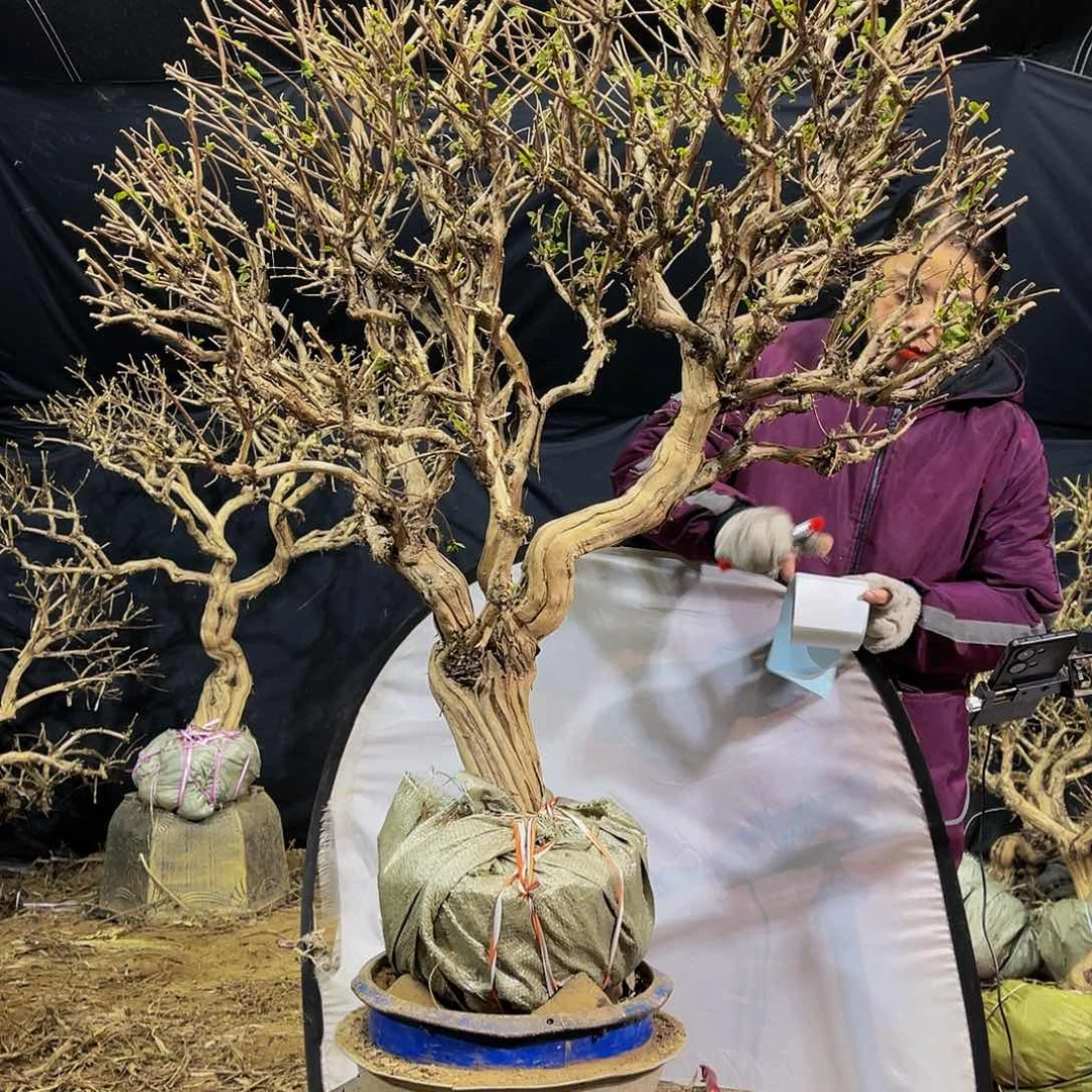 当前无花朵，栽培后可花朵