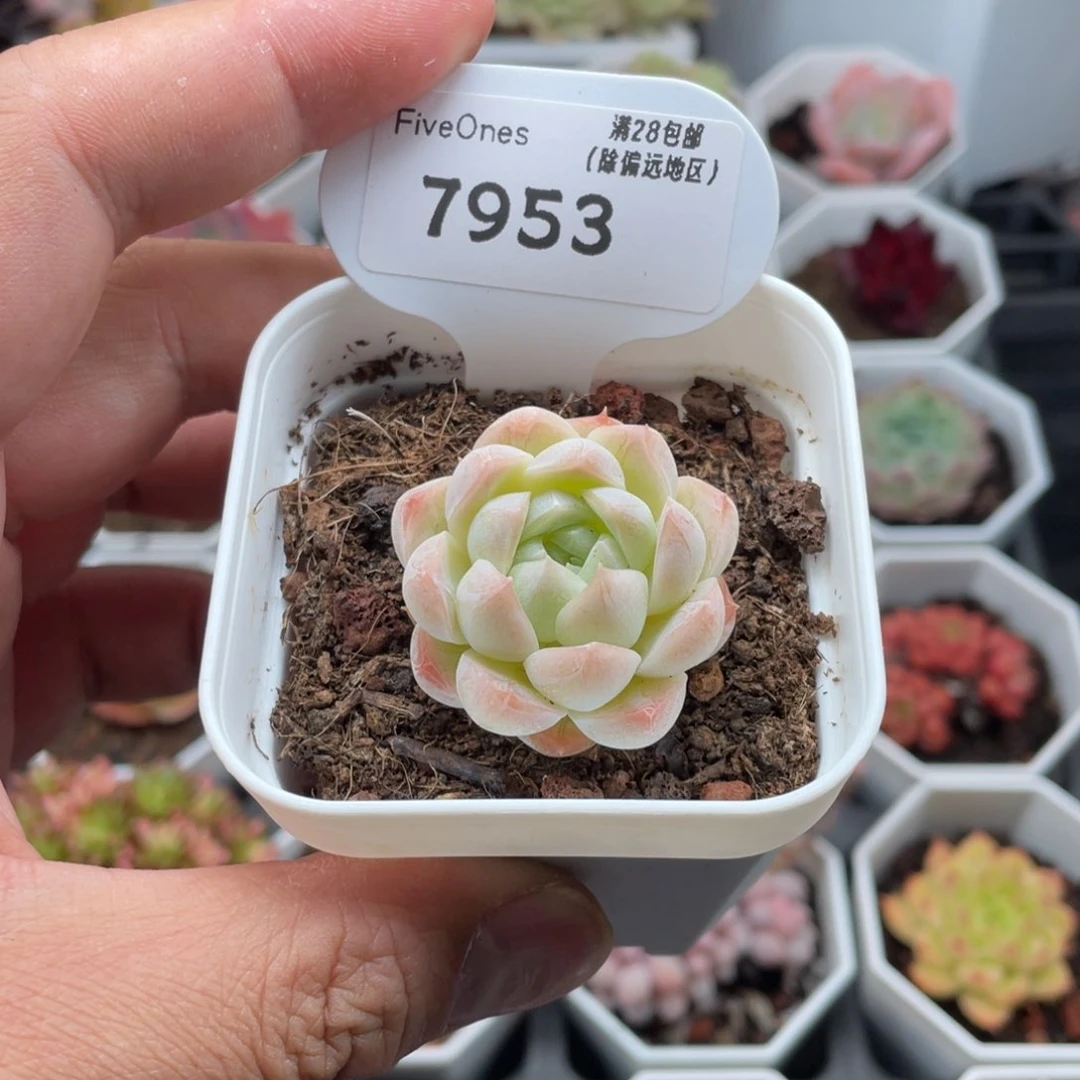 7953白桃汽水3.5厘米