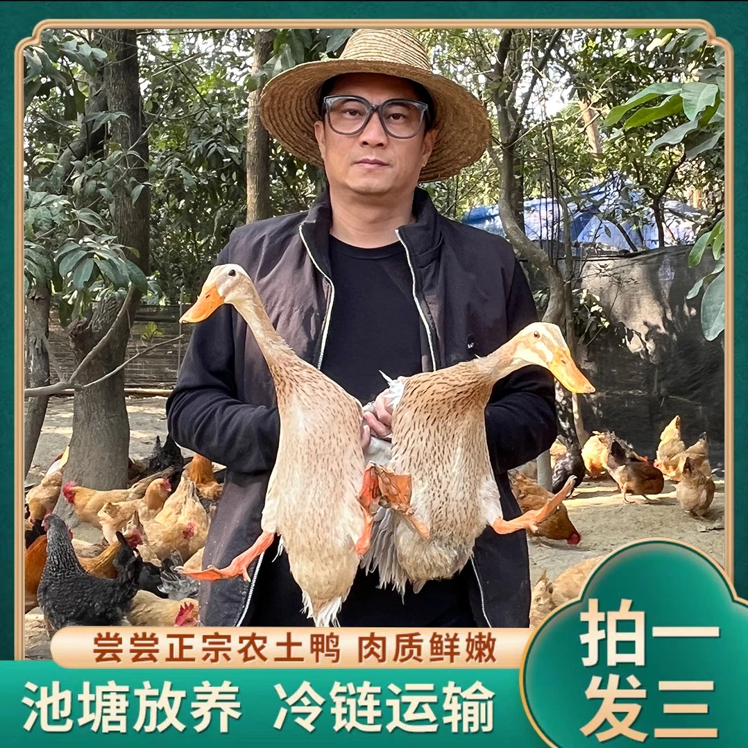 【耕田佬E】农户放养水鸭3只毛重10斤多净重6斤 非老鸭净膛发货