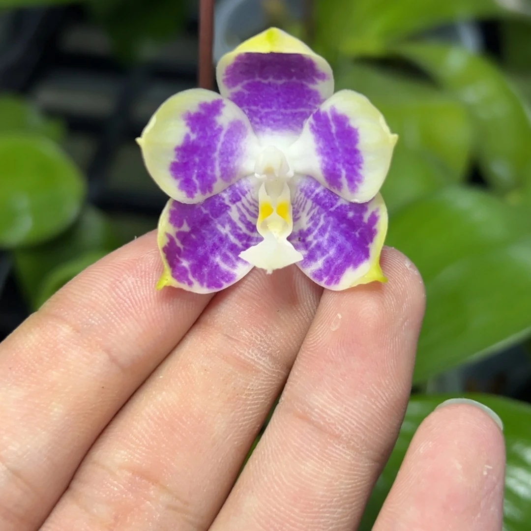 完全开放l219三寸ys1233