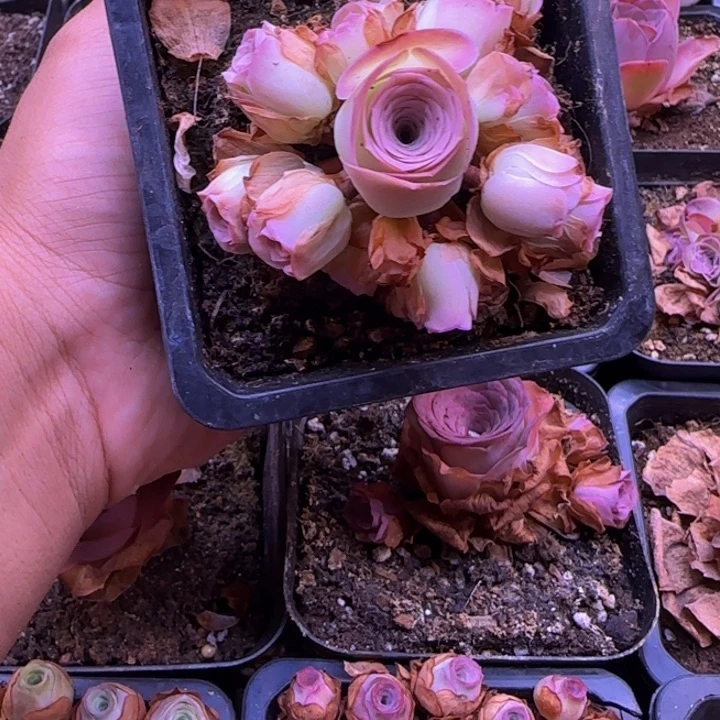 山地玫瑰捧花7厘米1242443