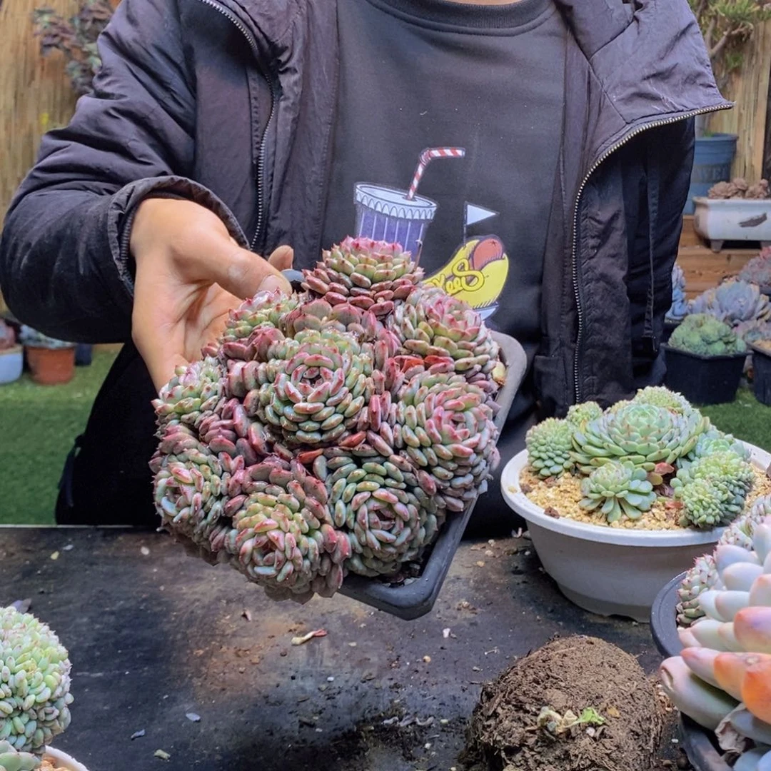 白****女89号白胖子手捧