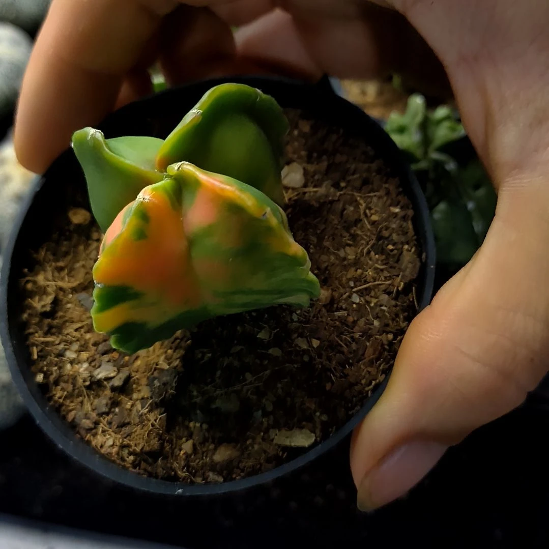 【闪购商品】发给连姐