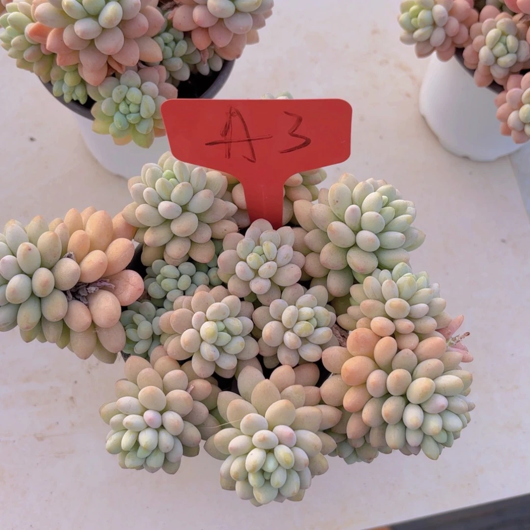 t****n我的小可爱们都好可爱