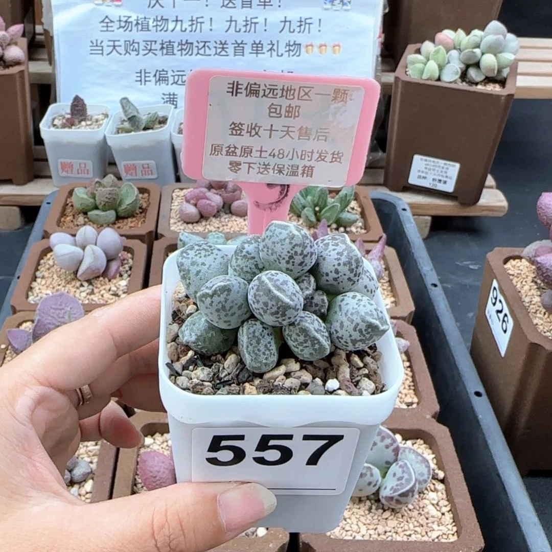 557达摩海报多肉植物