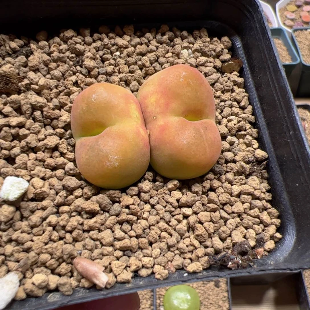 【闪购商品】61 黄桃