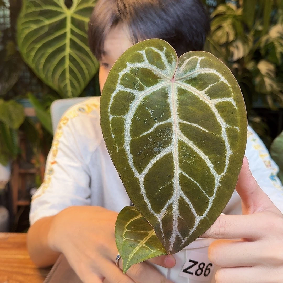 完全开放H76叶损skg红