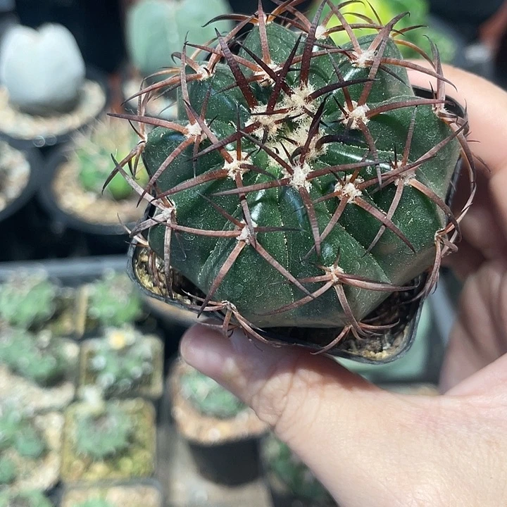 实生圆盘玉仙人球一颗