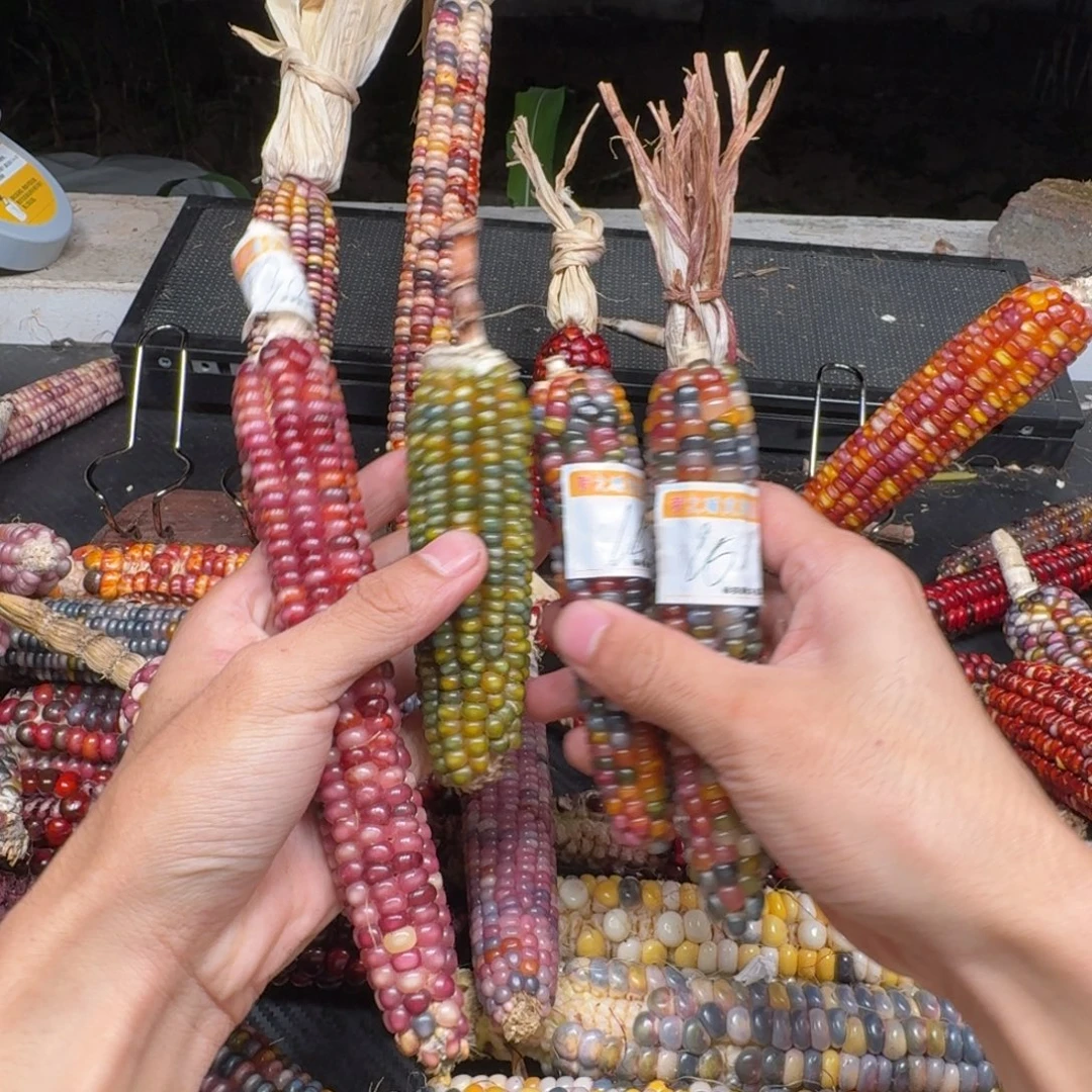 n***e柏香籽/百香籽吊坠